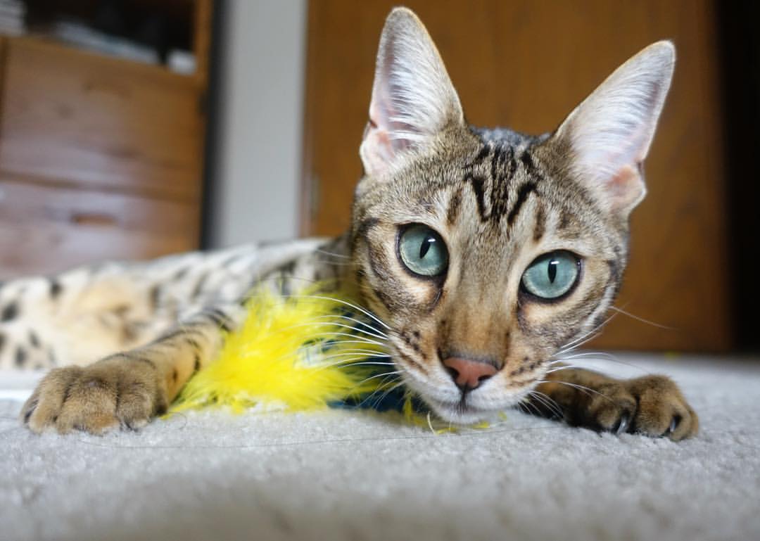 详细阅读:kaiyun体育app-“明星战神再临!最炙手可热的投手与击球手全场对抗”,投球手是什么意思 kaiyun体育app-“明星战神再临!最炙手可热的投手与击球手全场对抗”,投球手是什么意思