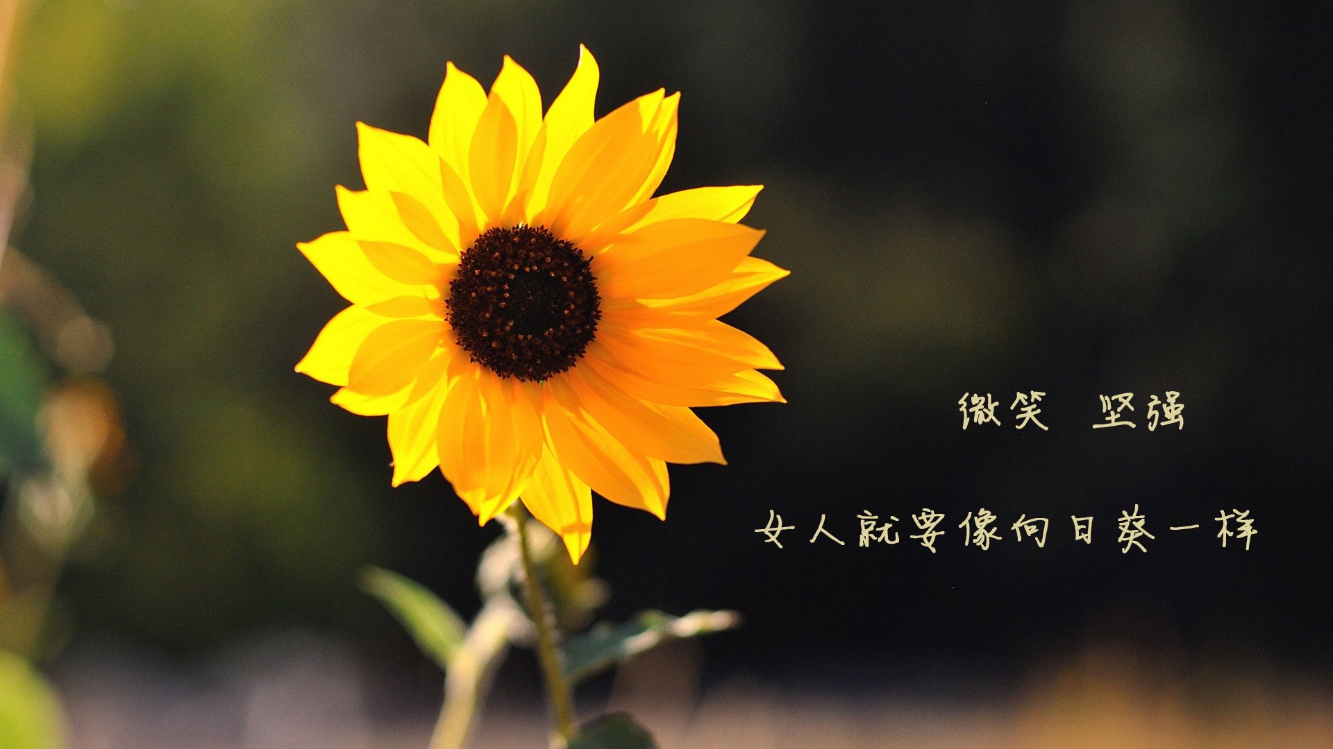 kaiyun开云·官方网站-【马克·塞尔比】坚不可摧的防守体系，学习他的比赛战术，马克塞尔比训练