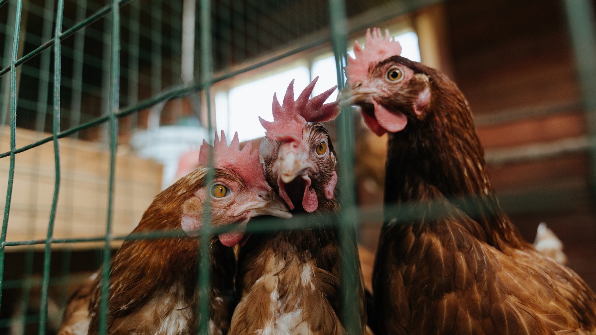 kaiyun体育app-巴黎圣日耳曼中锋进球效率极高，值得关注，巴黎圣日耳曼 中锋