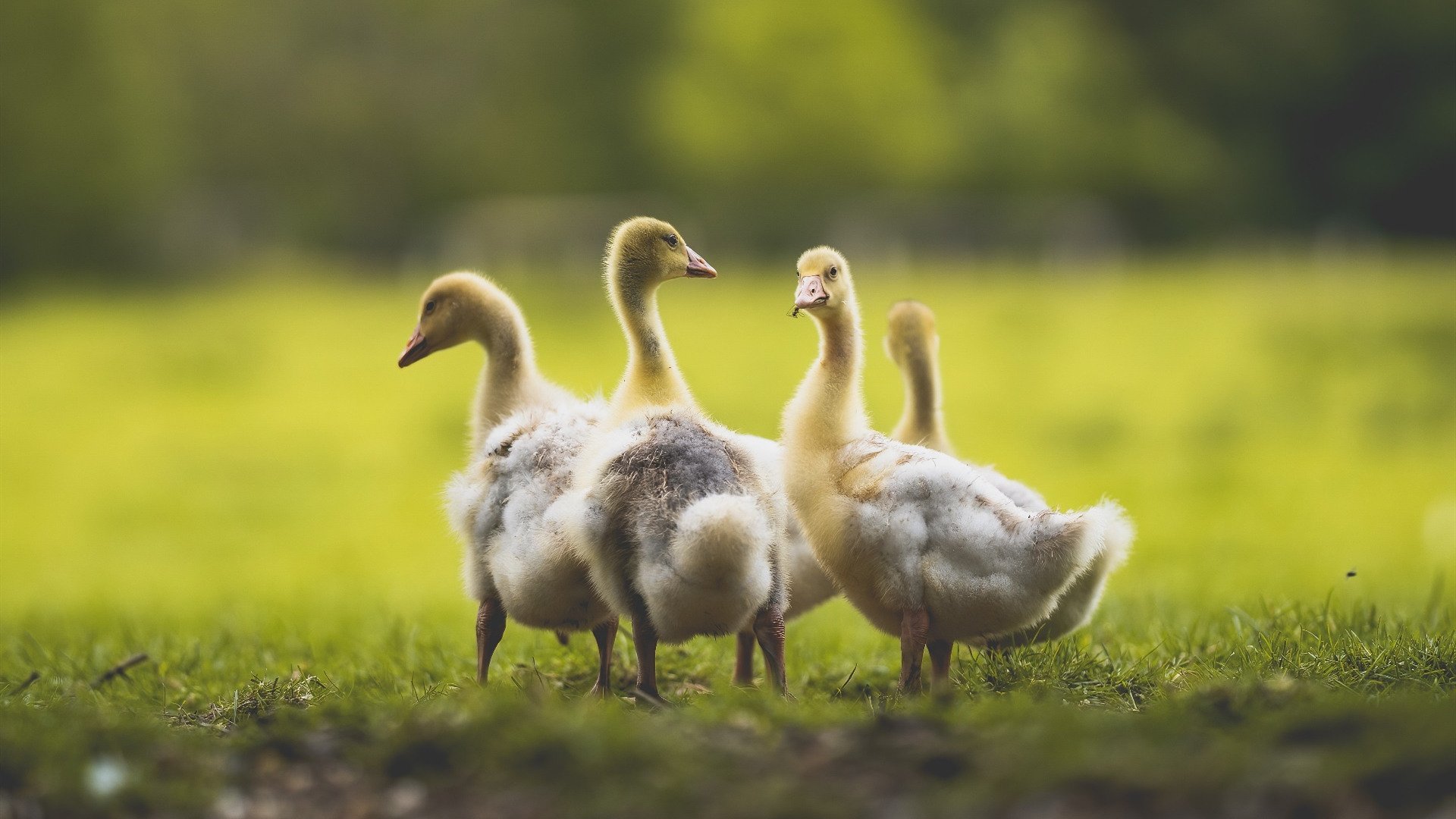 开云官方网页登录-广州龙狮球队士气高昂，广州龙狮队老板是哪里人