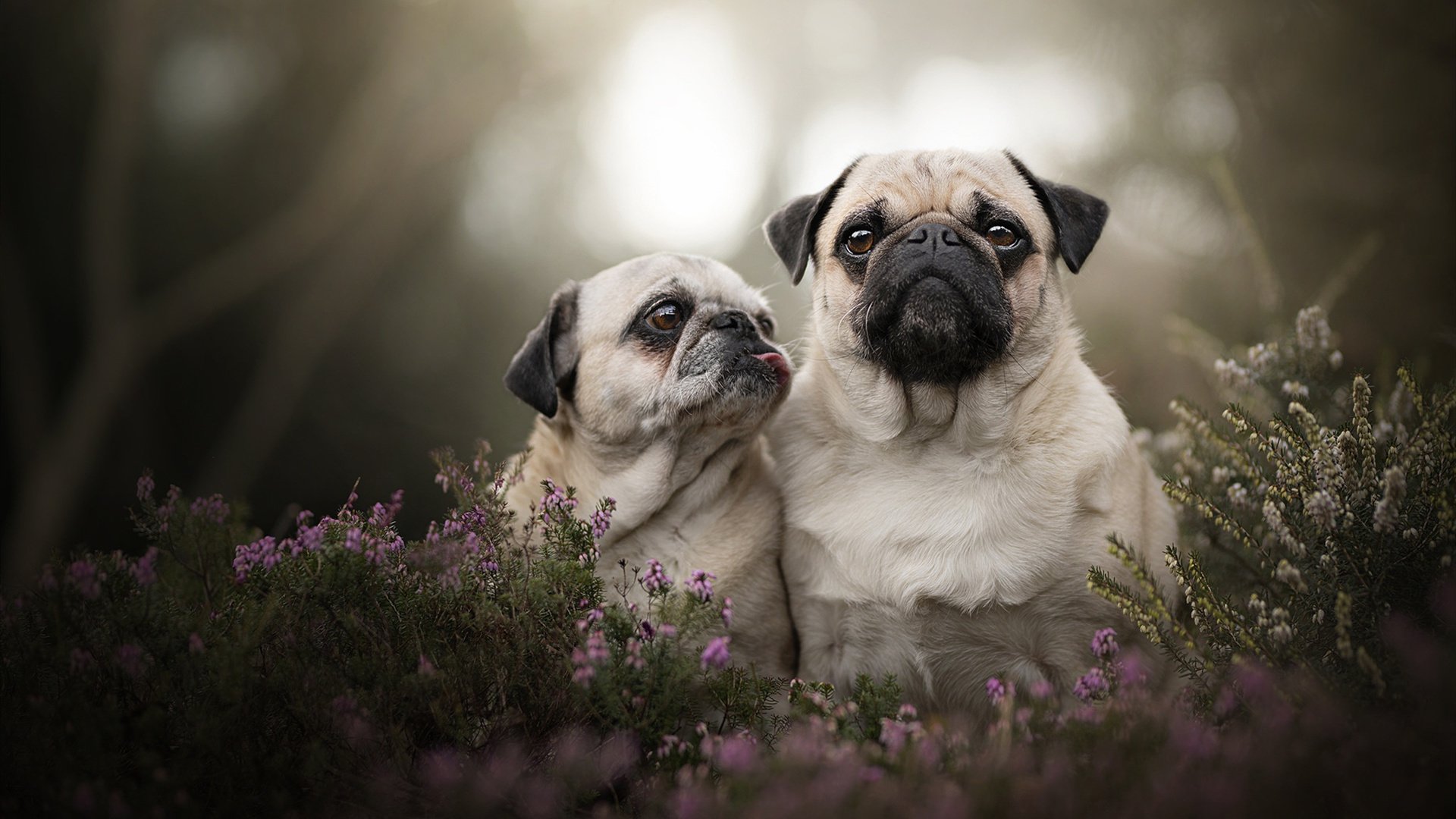 开云体育-王牌队球员健康状况良好,王牌队员申请出战是什么意思