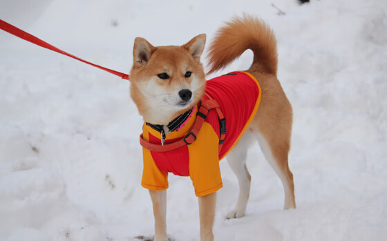 kaiyun开云·官方网站-瑞士马术协会与兽医合作，开展马匹疾病预防与治疗研究。，瑞士mame