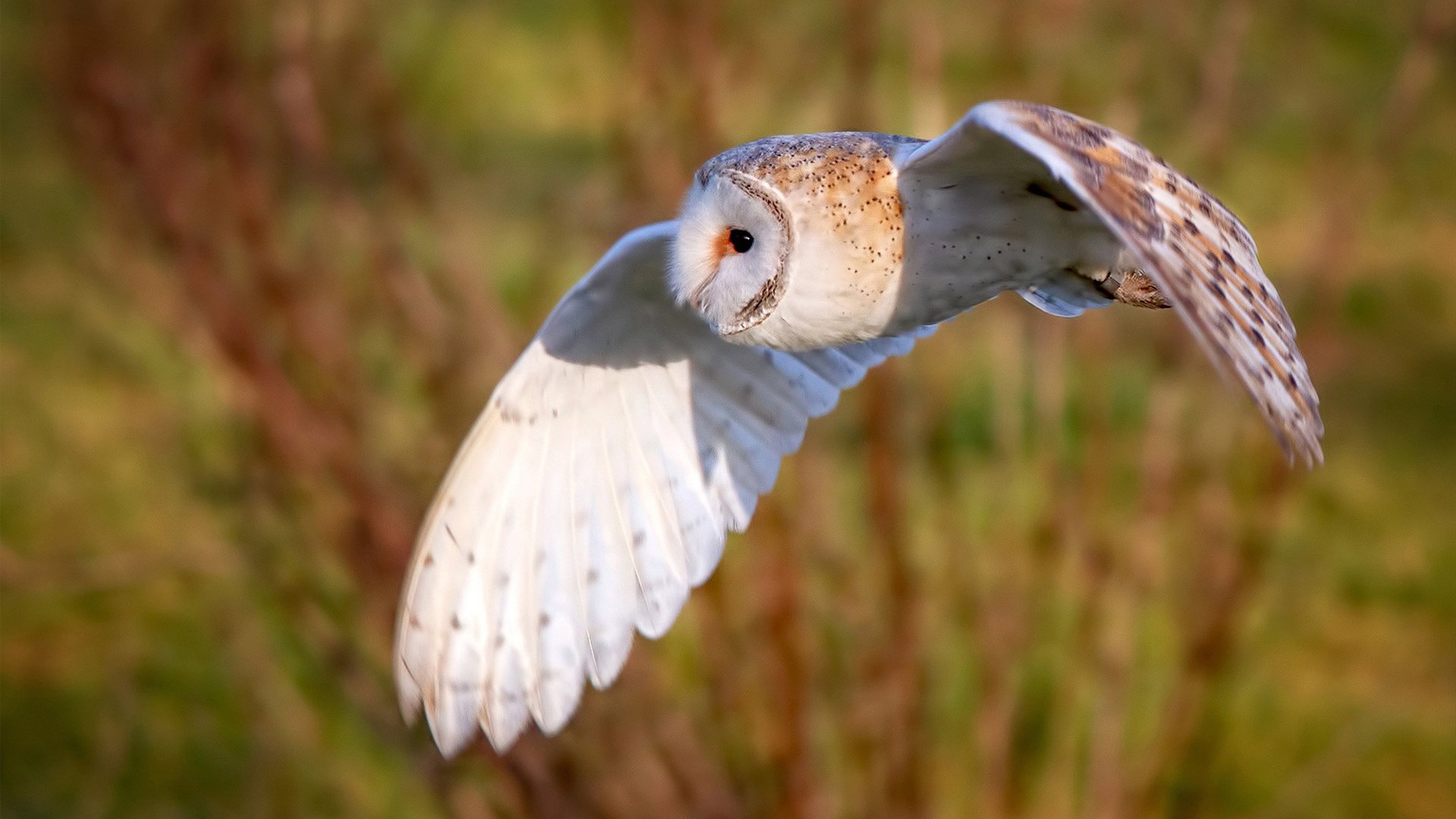Kaiyun APP-中国篮协举办女篮发展大会推进女性参与多层级提升，中国女篮发展现状