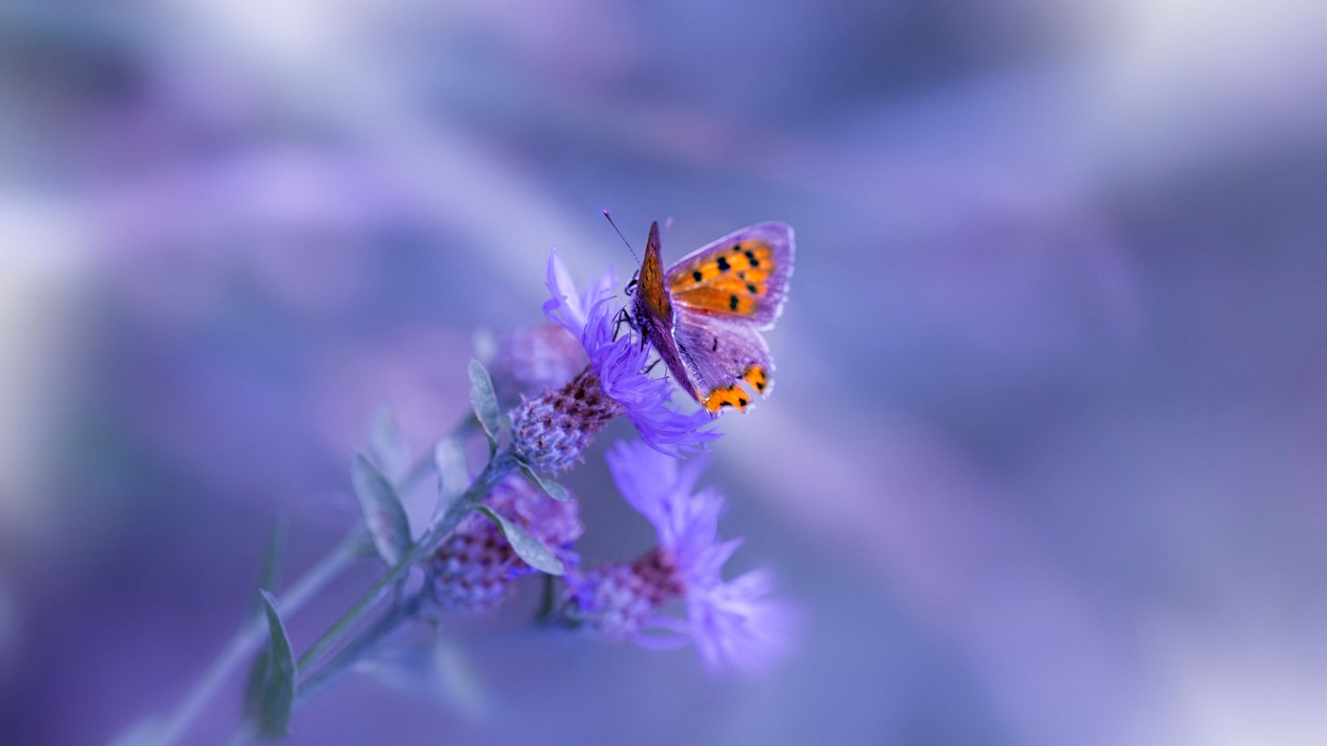 kaiyun官方网站-卡特的踢球技术展现了新西兰全黑队的进攻精髓，卡特 球星