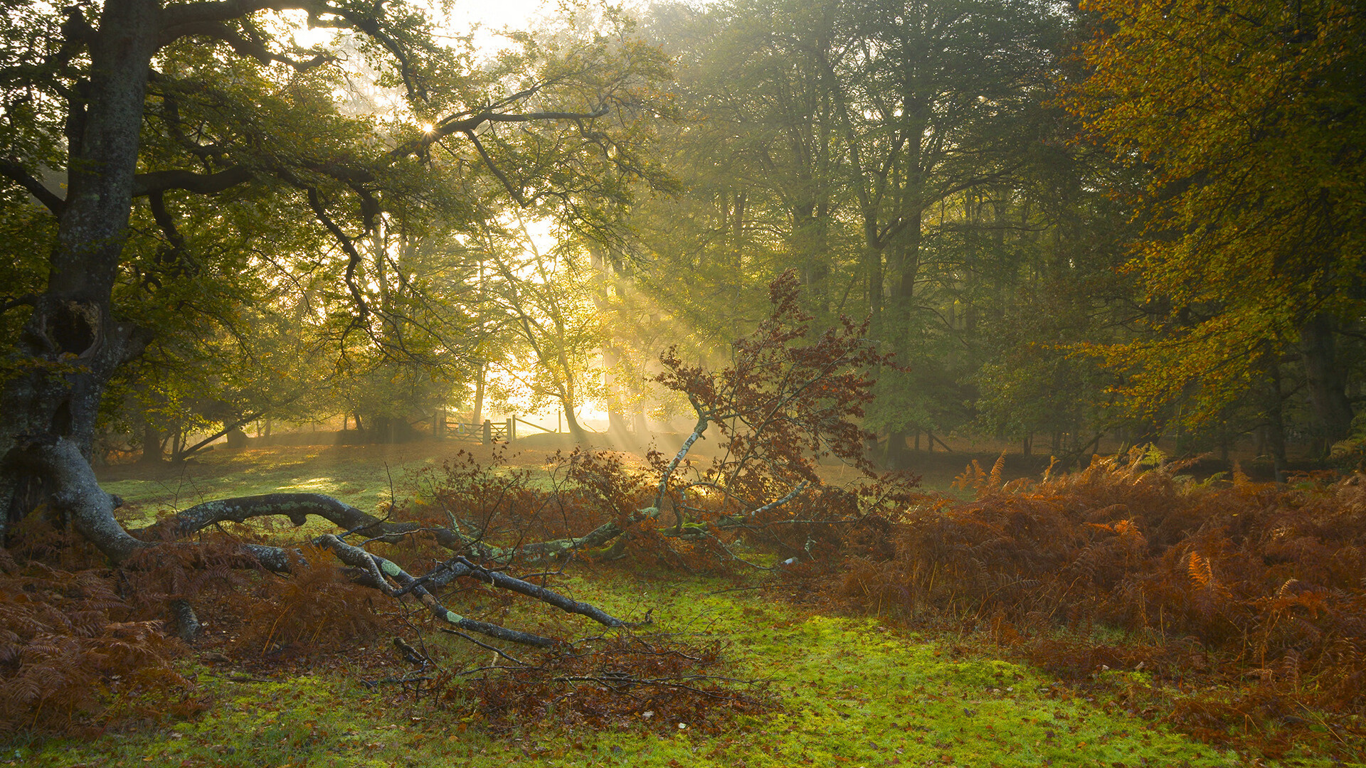 开云官网APP下载-田径运动大数据监控平台上线运行，田径数据库